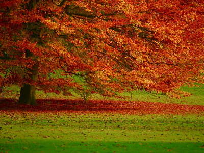природа, дерево, листья, пейзаж, осень