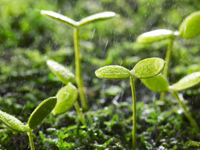 капли, дождь, ростки, растения, зелень, листочки