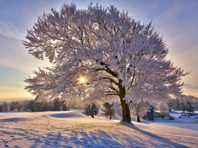 зима, дерево, снег, природа, солнце, иний