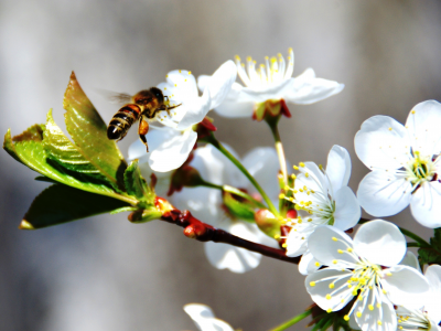 пчела, весна, яблоня, в цвету