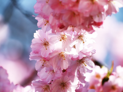 весна, макро, ветви, цветение, лепестки, розовые, цветы, вишня, сакура