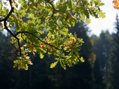 солнце, листья, осень, дуб