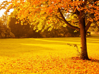 сад, дерево, листья, осень, желтый