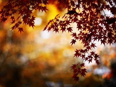осень, блики, природа, листва, ветка