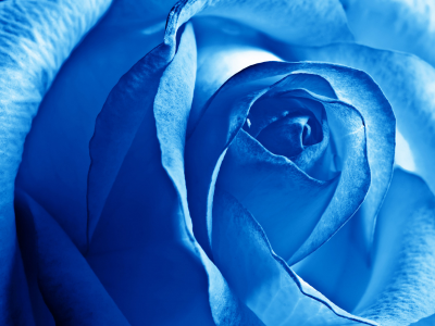 роза, голубая роза, лепестки, бутон