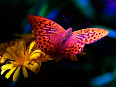 бабочка, butterfly, цветок, flower