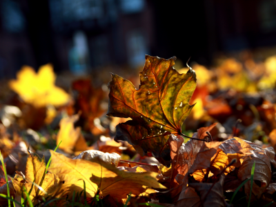 листва, много, макро, осень