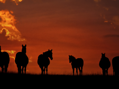 лошади, стоят, идут, кони, на поле, пасутся, закат