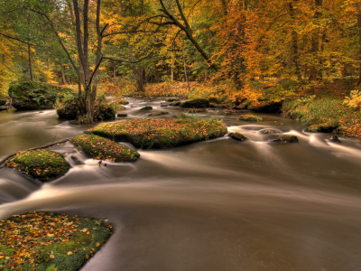 ручей, листья, природа, река, осень, лес