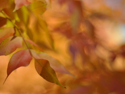 осень, размытость, желтые, листья, оранжевые, клен, макро