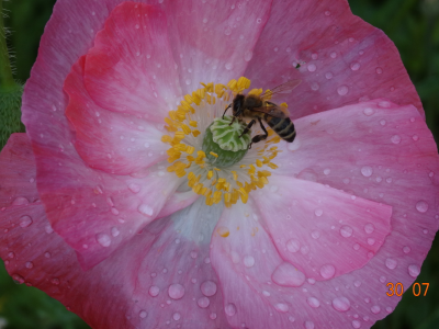 мак, пчела, дождь. капли