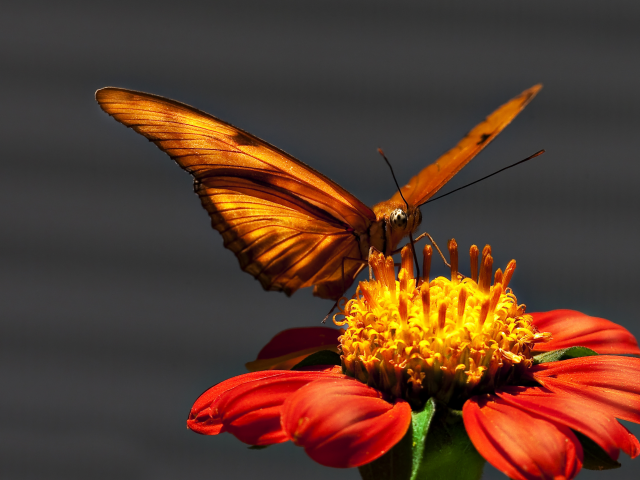 бабочька, цветок, яркость