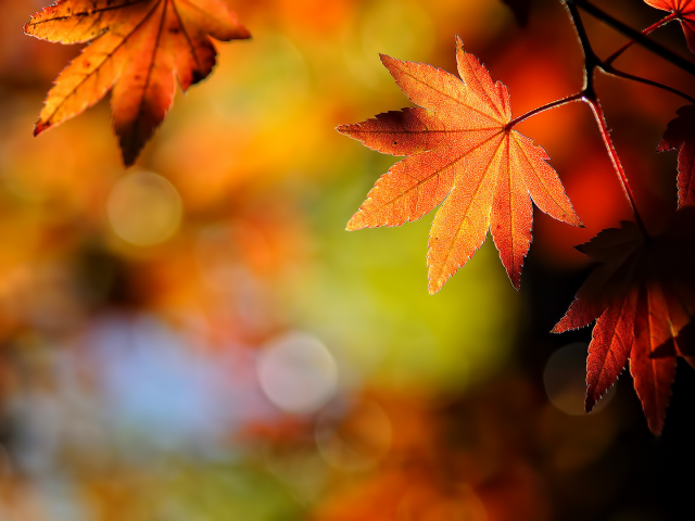 maple, leaf, осень, лист, природа, japanese