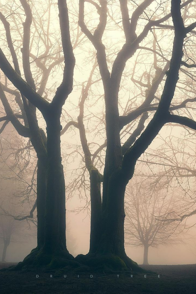природа, туман, деревья, сквер, парк