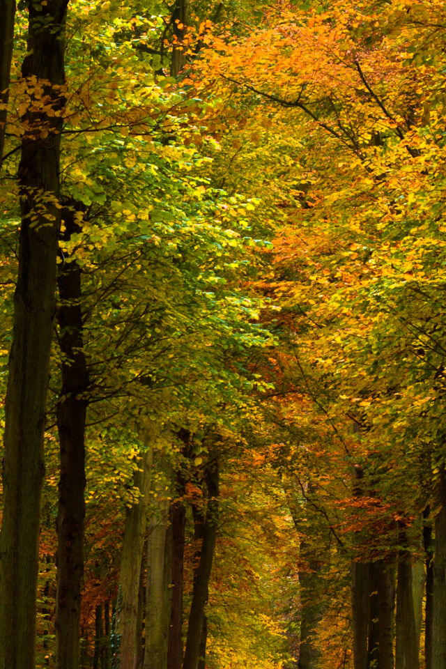 леса, фото, парки, природа, осенние обои, осень, деревья