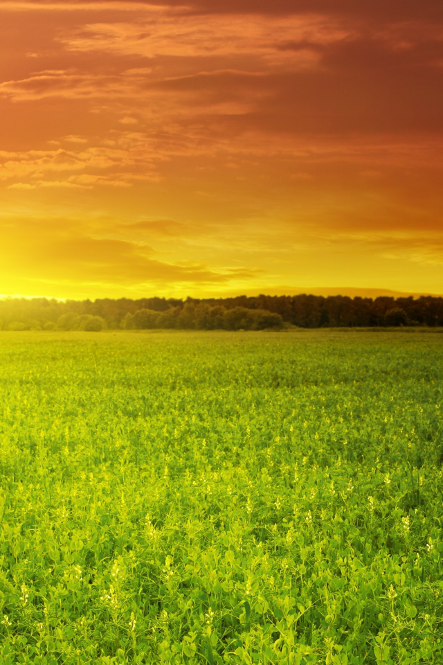 поле, green field, зелёное, красивый, солнце, облака, закат, небо