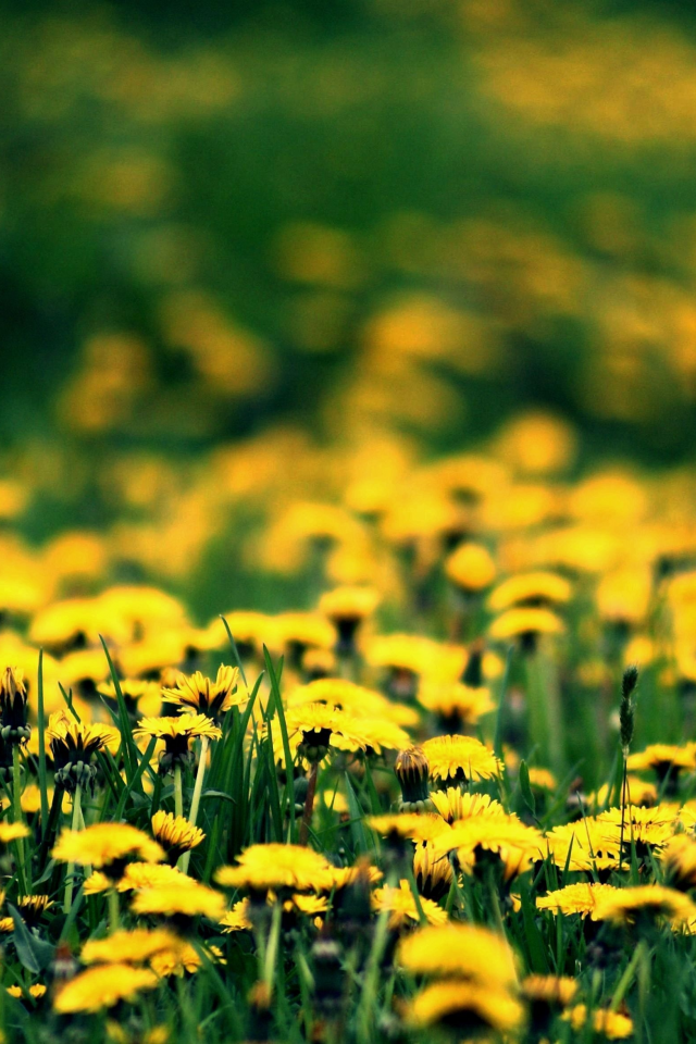 одуванчики, весна, spring, цветение, поляна, желтые, цветы