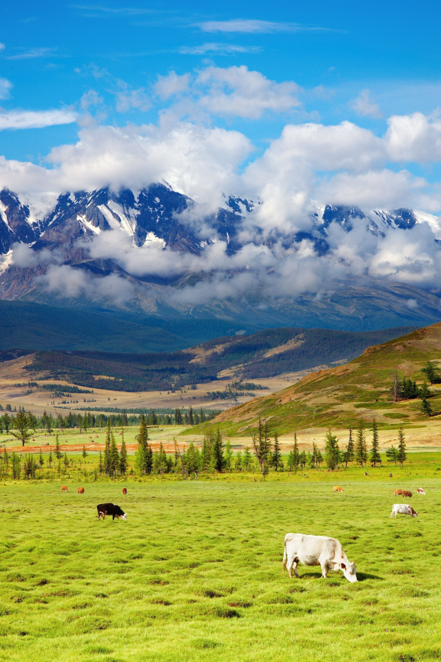 highlands, пастбище, green valley, крупнорогатый, пейзаж, долина, природа, животные, cattle, красота, скот, горы