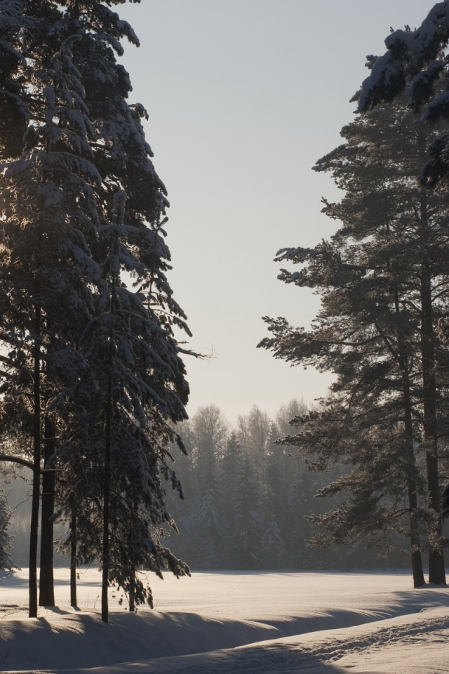 солнце, снег, зима, павловск