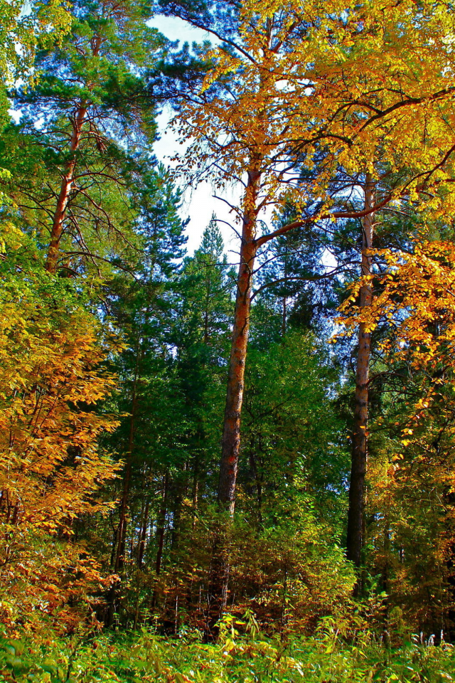 желтые листья, деревья, екатеринбург, природа, осень