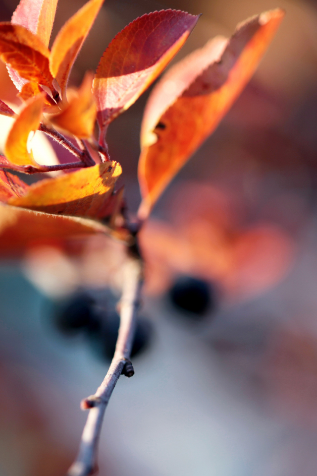 autumn blur, веточька, осень