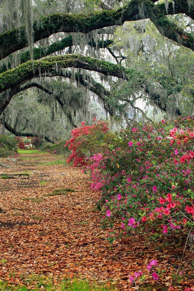 магнолии, magnolia, south carolina, листья, charleston