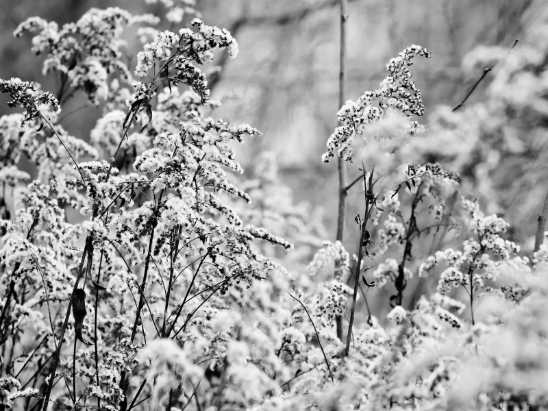 черно белое фото, кустарник, листья