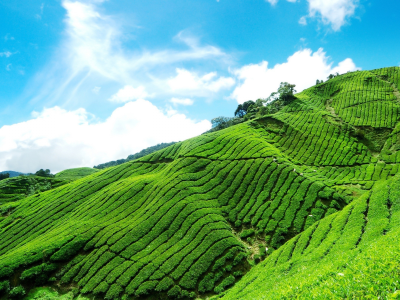 склон, облака, небо, чайная, голубое, плантация, tea plantation, горный