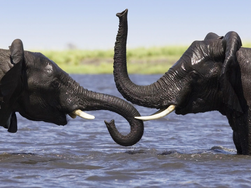 слоны, вода, река