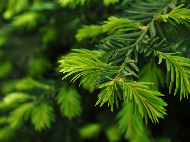 close up, ветка, green pine, природа