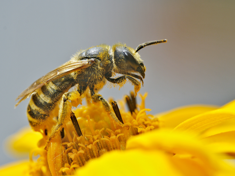 макро, пыльца, цветок, пчела