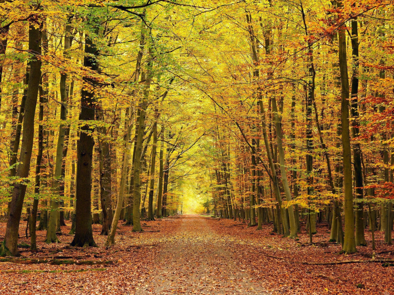 дорога, листья, осень, лес, красиво