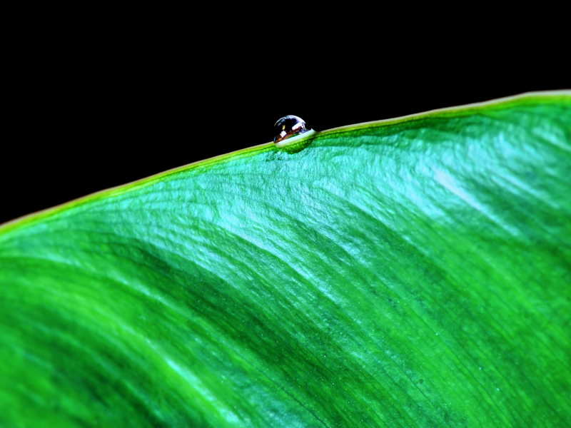 2560x1600, свет, фокус, природа, капля воды, макро, focus, macro, water drop, light, leaf, nature, лист