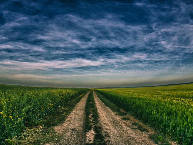 поле, небо, пшеница, сурепка, урожай, дорога