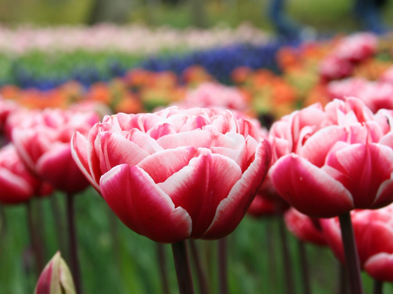 весна, цветы, макро, тюльпаны, лепестки, поляна, розовые, бутоны, красные