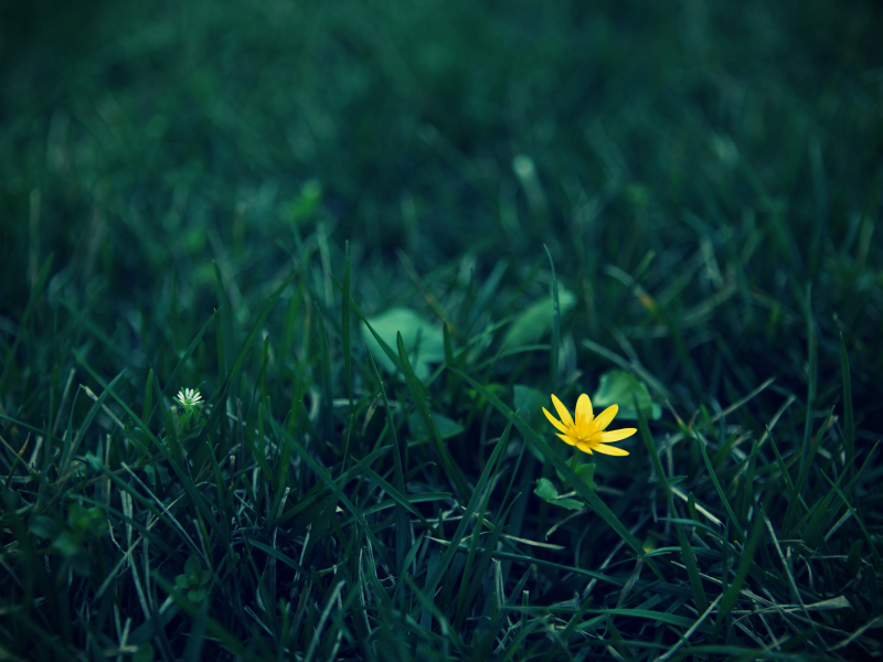 цветок, желтый, зеленвй, трава