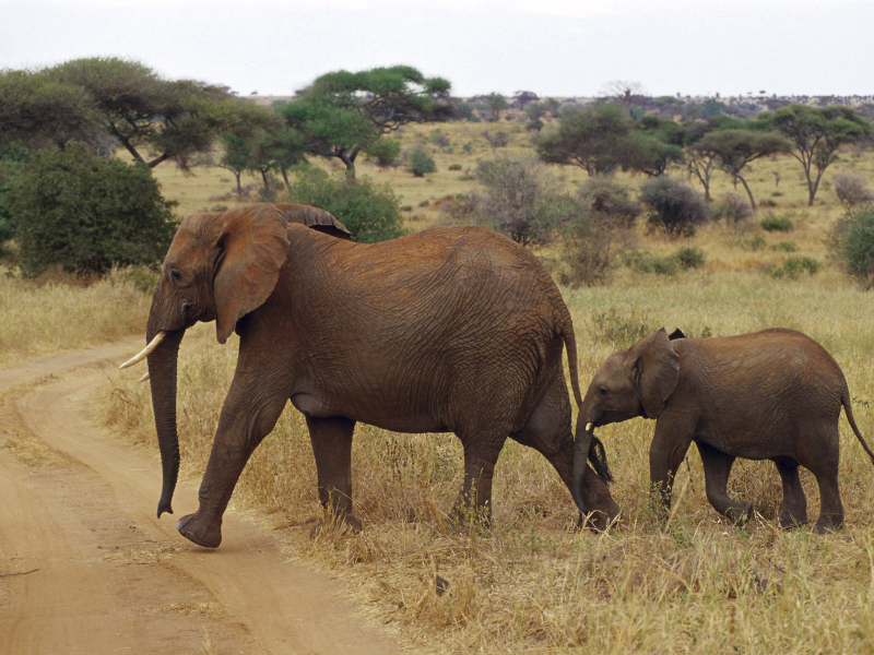 слоненок, слоны, африка, elephant