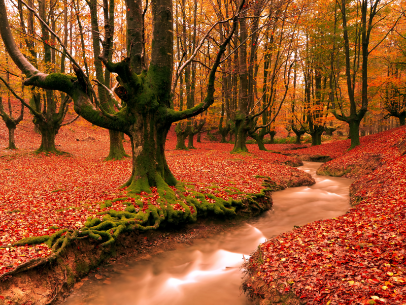 ручей, деревья, лес, испания, осень, листва, вечер, природа