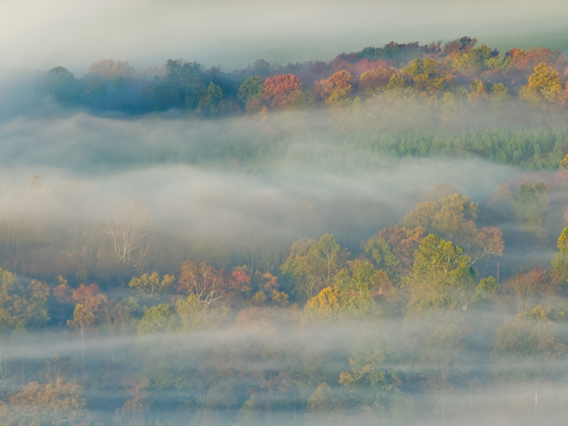 туман, лес, осень