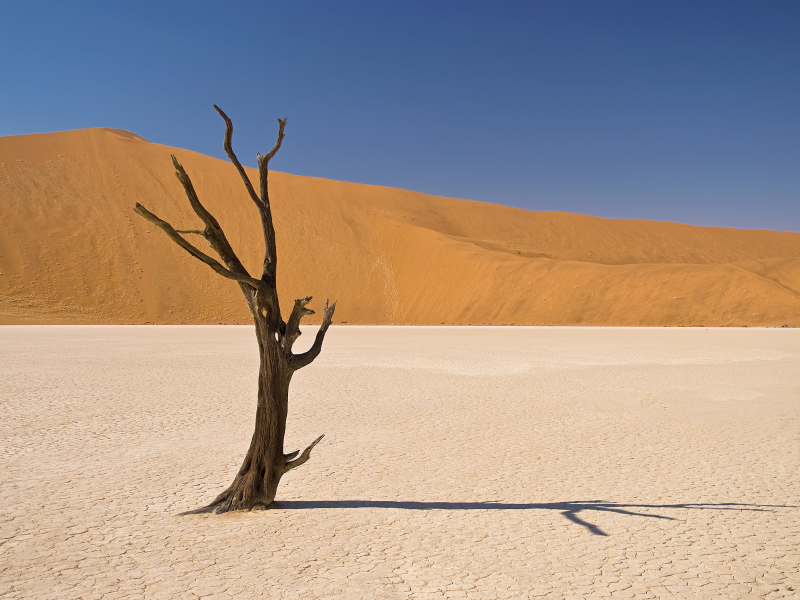 дерево, пустыня, песок