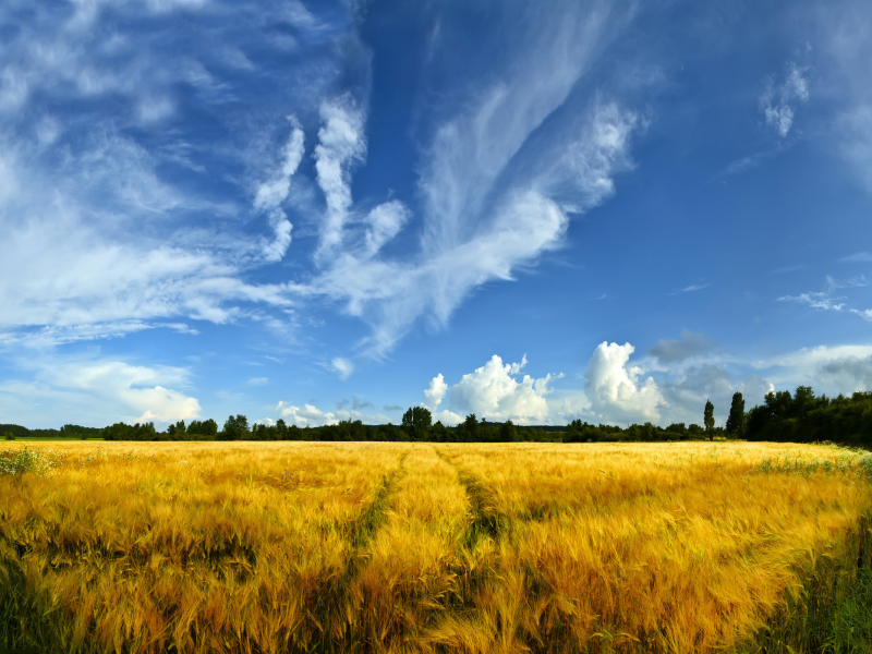 природа, поле, пшеница, деревья, поля, трава, пейзажи, фото