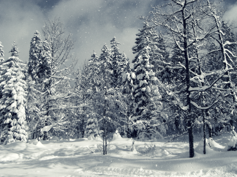 лес, снег, деревья, обои, зима, ель