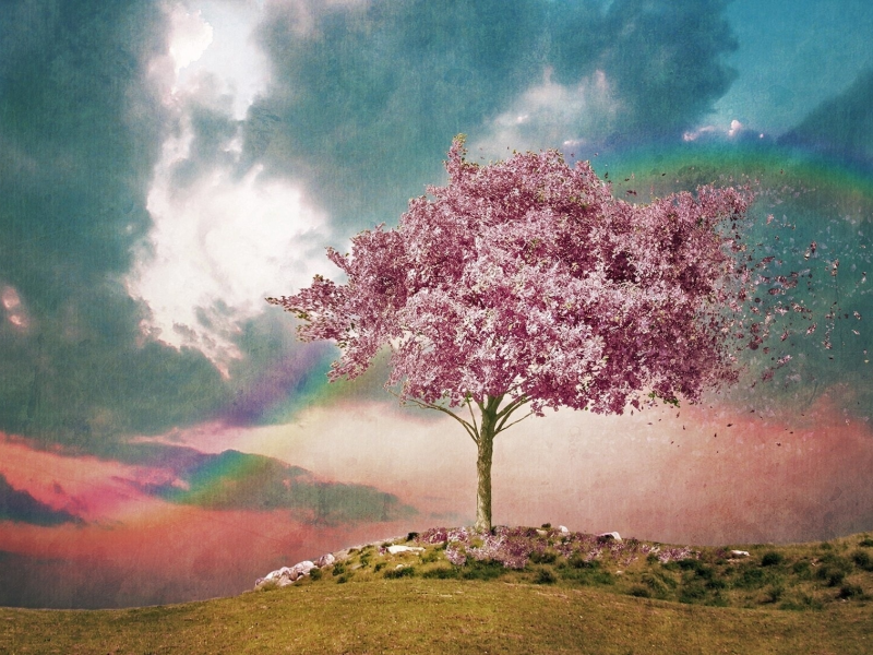 дерево, небо, пейзаж, поле, цветы
