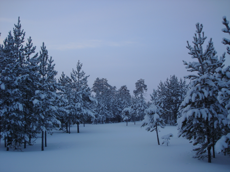 снег, деревья, лес