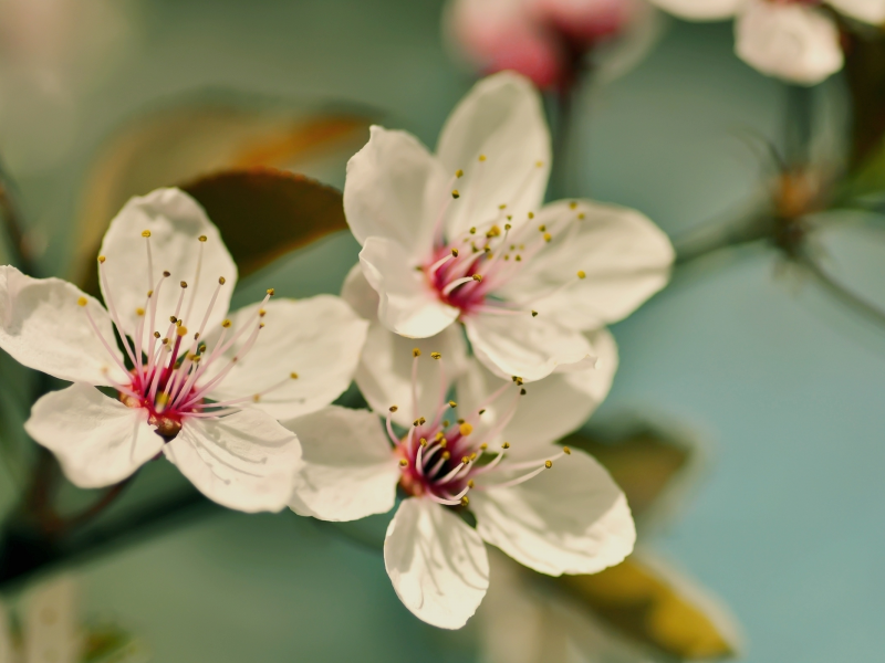 цветение, ветви, цветы, вишня, лепестки, cherry blossom, flower