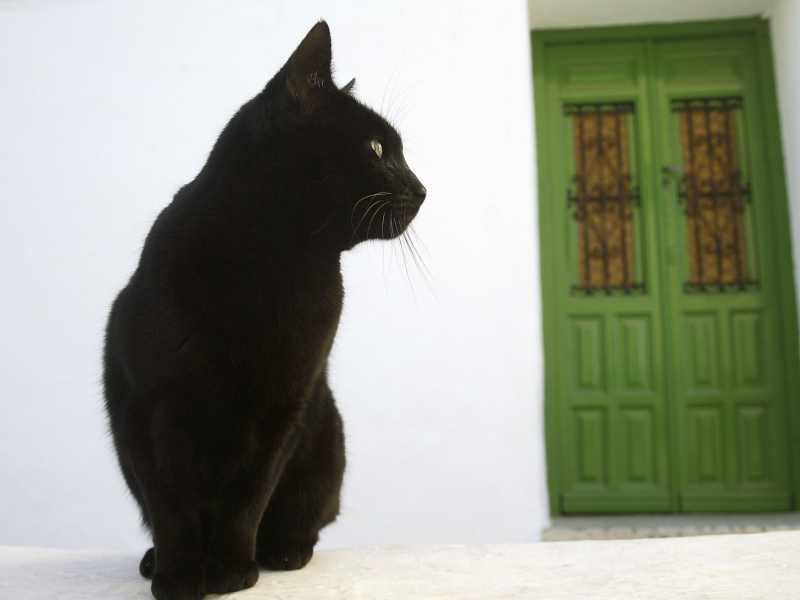 кошка, дом, дверь, улица, черный кот