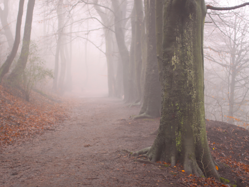 деревья, природа, утро, осень, туман, листва