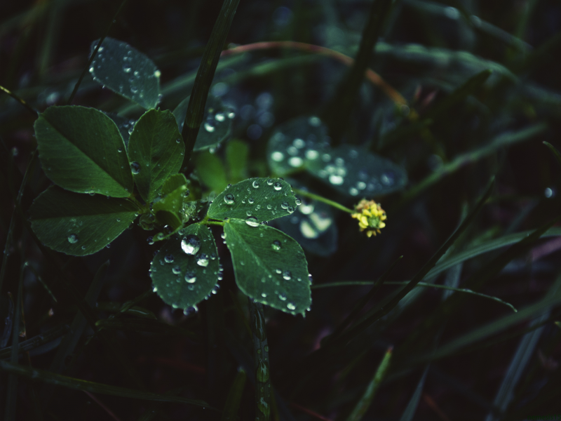 листья, in the rain, капли