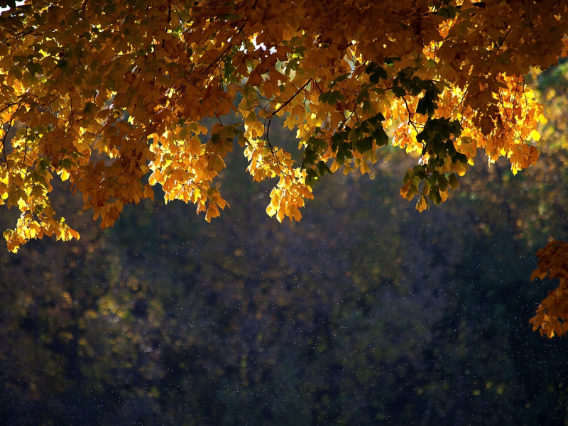 листья, осень, дерево
