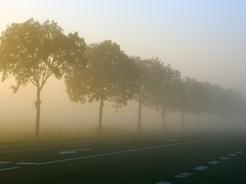 туман, деревья, дорога